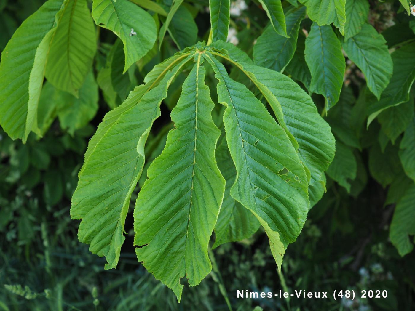 Horse-chestnut leaf